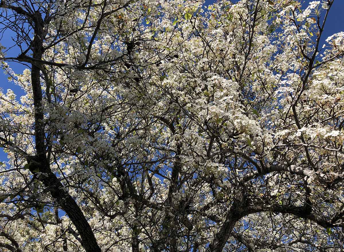 flowering tree on campus