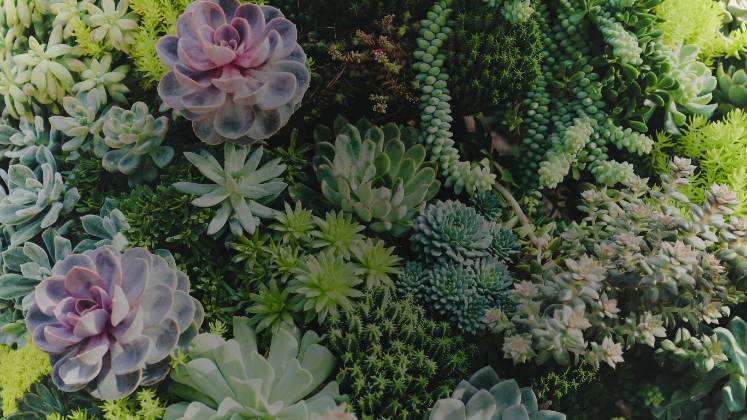 Medium Succulents